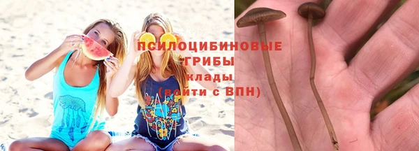 хмурый Белокуриха
